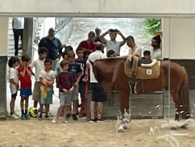 cavalos3