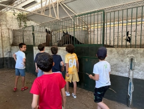 cavalos2